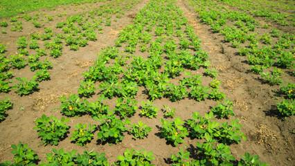 Alepaca Investment Limited community impact stories from Malawi