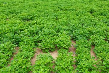 Farmer Clubs & Cooperative Development